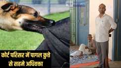 Dog fear - कोर्ट कैंपस में पागल कुत्ते का आतंक, वकील और पेशकार सहित आधा दर्जन हो गए शिकार