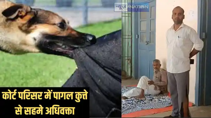 Dog fear - कोर्ट कैंपस में पागल कुत्ते का आतंक, वकील और पेशक Dog fear - कोर्ट कैंपस में पागल कुत्ते का आतंक, वकील और पेशक