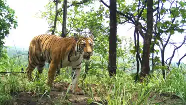 VTR Tigress Set for Buxa Transfer NTCA Nod Awaited