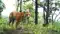 VTR Tigress Set for Buxa Transfer NTCA Nod Awaited