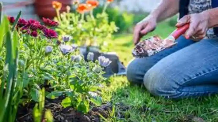 gardening tips 