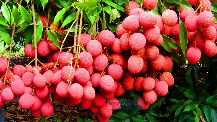 Muzaffarpur Litchi