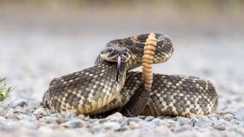  Kaimur Snake Bite