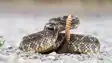  Kaimur Snake Bite