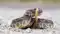  Kaimur Snake Bite