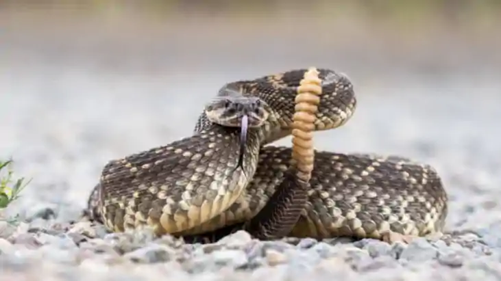  Kaimur Snake Bite