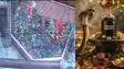 7 Lakh Kanwariyas Throng Garib Nath Temple on Sawan Somwari