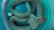 Ara Police Station Panic Python Found on SI Bed