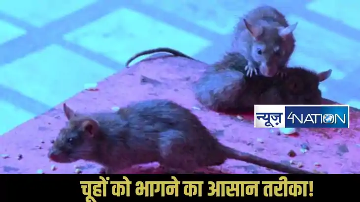 How To Keep Rat Away