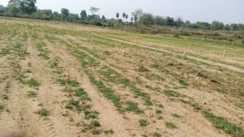 Bihar Land News: बिहार में अब नहीं खरीद पाएंगे जमीन! चार गुणा बढ़ेगा सर्किल दर, अटल-पथ, बोरिंग रोड की जमीन की कीमत जान उड़ेंगे होश  