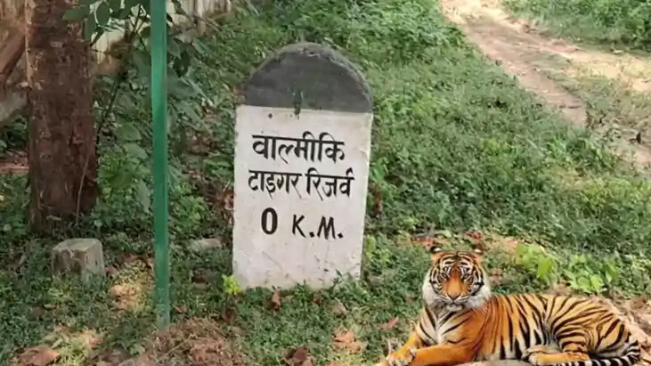 Tiger Attacks Youth 3 Buffaloes Fight Back