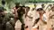 बिहार पुलिस के लिए कमांडो तैयार करेगी सीआरपीएफ, यूपी में होगी 44 महीने तक ट्रेनिंग, इन आधुनिक हथियारों से लैस होंगे जवान
