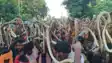 Snake Fair