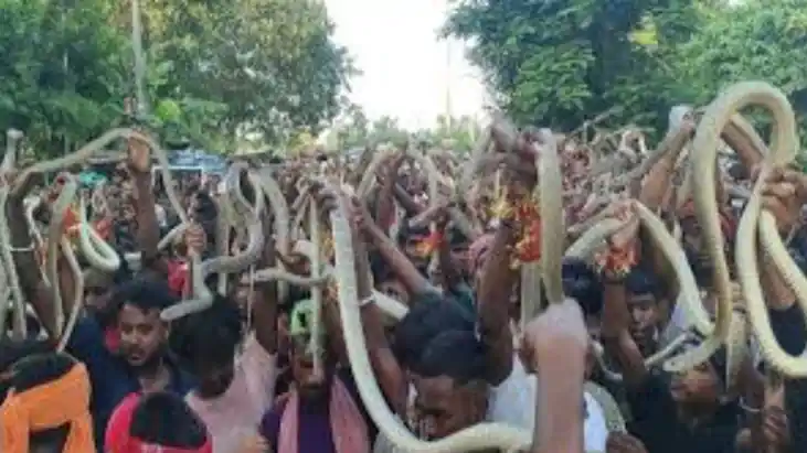 Snake Fair Snake Fair