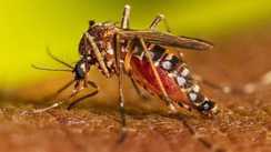 Dengue Threat Rises in Patna Bihar on High Alert