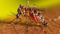 Dengue Threat Rises in Patna Bihar on High Alert