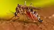 Dengue Threat Rises in Patna Bihar on High Alert