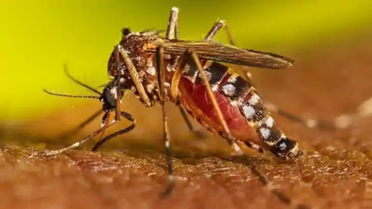 Dengue Threat Rises in Patna Bihar on High Alert
