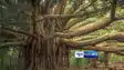 500 years old banyan tree in Bihar