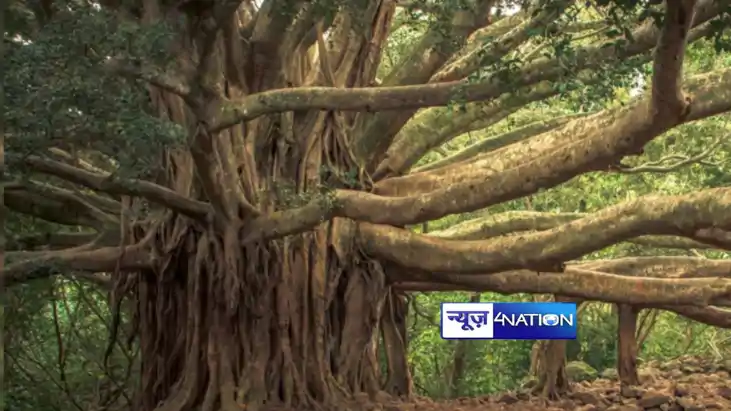 500 years old banyan tree in Bihar