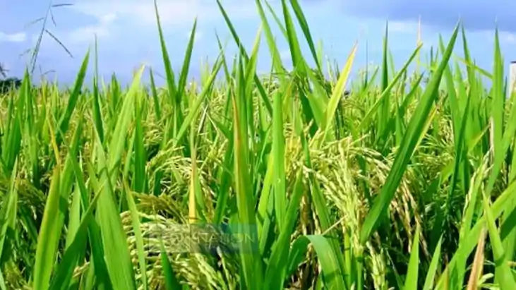 विजय सिन्हा विजय सिन्हा