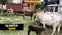 Katihar Crime News : कटिहार पुलिस ने पिकअप में लोड 33 मवेशियों को किया जब्त, मौके से दो तस्करों को किया गिरफ्तार 