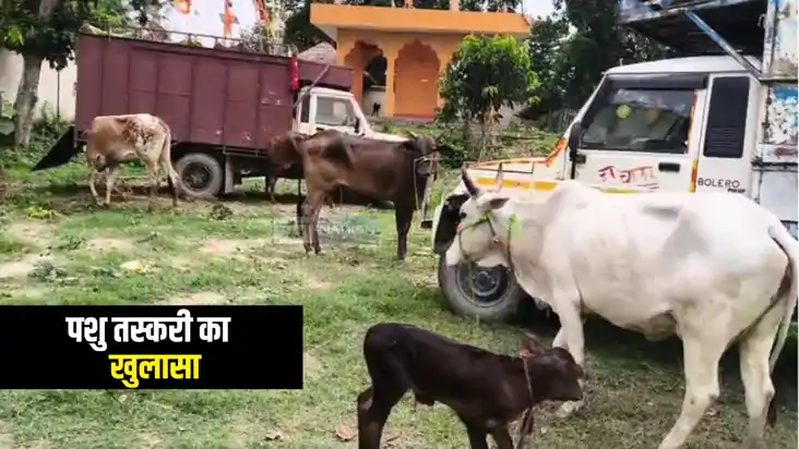 Katihar Crime News : कटिहार पुलिस ने पिकअप में लोड 33 मवेशिय Katihar Crime News : कटिहार पुलिस ने पिकअप में लोड 33 मवेशिय