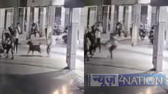dog attack