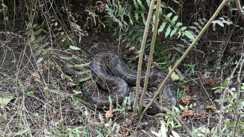 Bihar News : मुजफ्फरपुर के ईख अनुसंधान केंद्र में दिखा विशालकाय अजगर, लोगों में दहशत का माहौल, रेस्क्यू में जुटी वन विभाग की टीम 