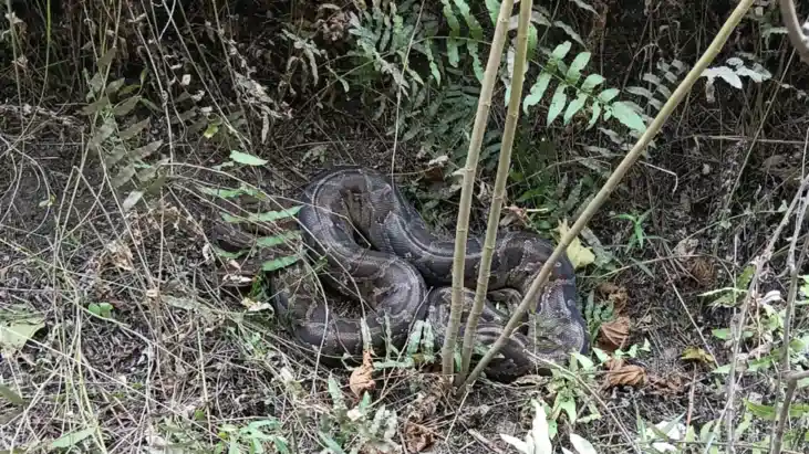 Bihar News : मुजफ्फरपुर के ईख अनुसंधान केंद्र में दिखा विशाल