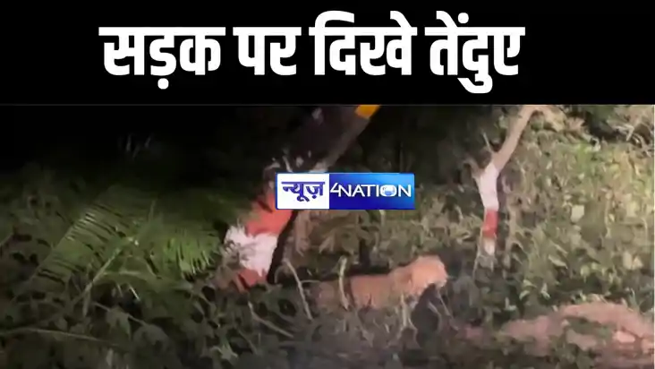 सड़क पर दिखे तेंदुए सड़क पर दिखे तेंदुए