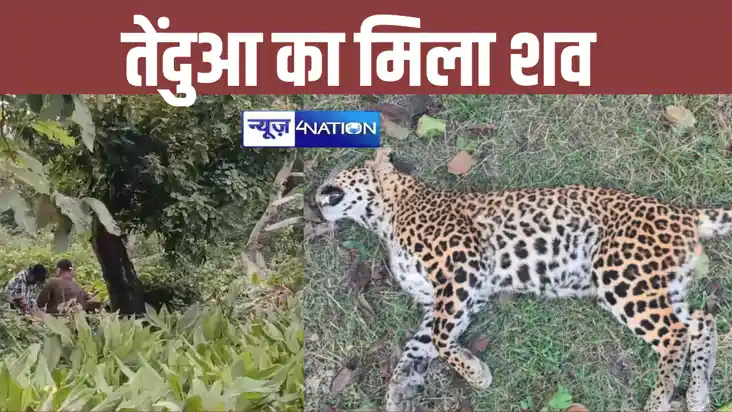 Bihar News: बिहार के वाल्मिकी टाइगर रिजर्व में मिला तेंदुआ क