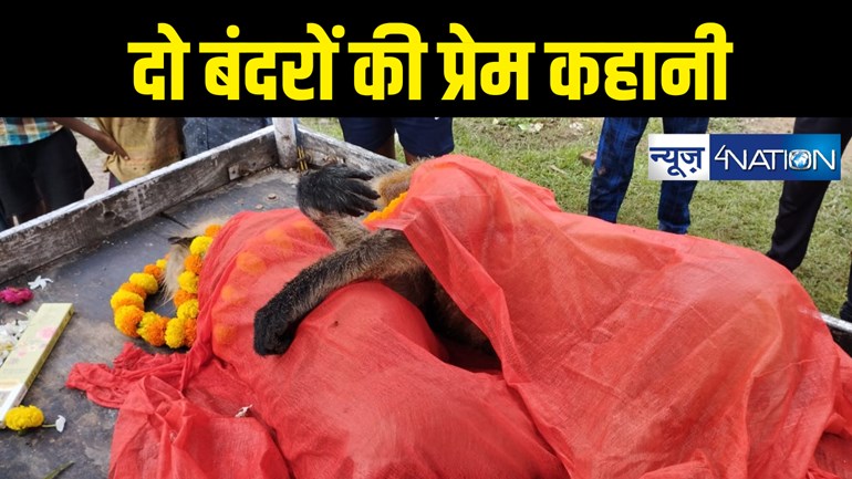 Bihar news : बेजुबान बंदरों के पेश कि मोहब्बत कि मिसाल, बंदरिया कि मौत के बाद बंदर ने दे दी जान, मामला जानकर हो जाएंगे हैरान