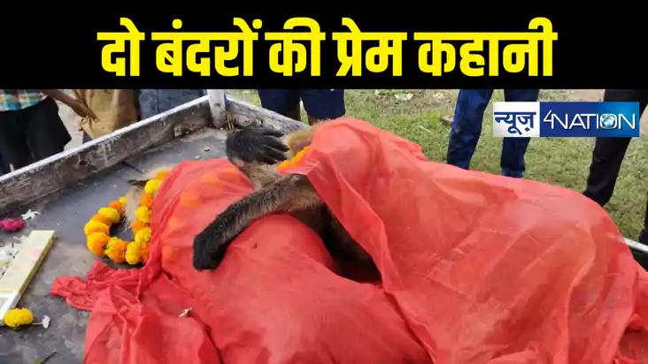 Bihar news : बेजुबान बंदरों के पेश कि मोहब्बत कि मिसाल, बंदर Bihar news : बेजुबान बंदरों के पेश कि मोहब्बत कि मिसाल, बंदर
