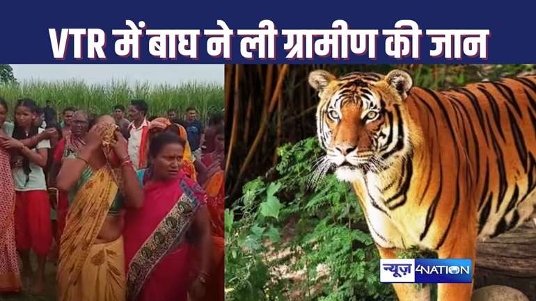 TIGER KILLED MAN : वाल्मिकी टाइगर रिजर्व से सटे गांव में बाघ ने ली ग्रामीण की जान, गन्ने के खेत में लाश मिलने से दहशत में गांव के लोग