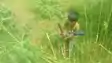 Aurangabad Minors Allegedly Put to Work at Govt Farm Office