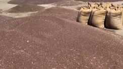 Bihar News : बिहार में पहली बार MSP पर होगी मसूर, चना और सरसों की खरीद, किसानों की आय बढ़ाने के लिए सरकार ने लिया बड़ा फैसला