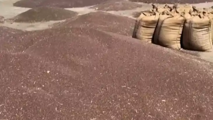 Bihar News : बिहार में पहली बार MSP पर होगी मसूर, चना और सरस