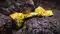 Bihar mineral resources