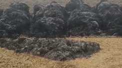 Bihar Crime: असामाजिक तत्वों ने खलिहान में लगाई आग, किसान की मेहनत जलकर हुई राख, लाखों का हुआ नुकसान 