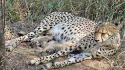  Cheetah Gamini