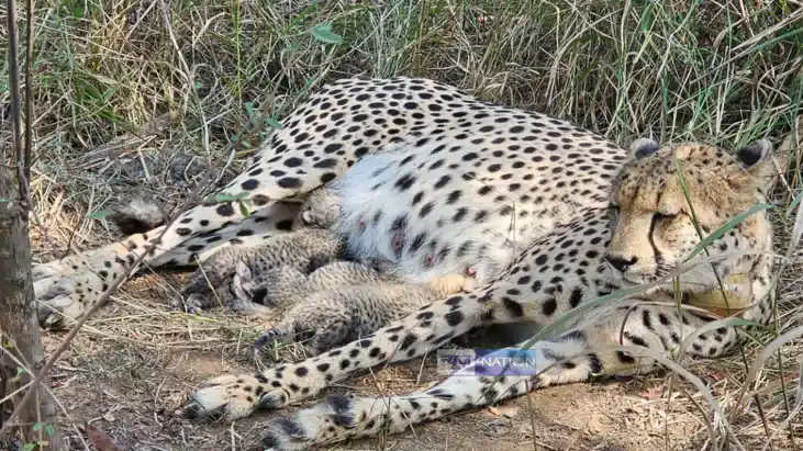  Cheetah Gamini