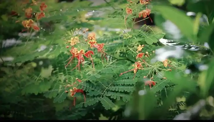 बिहार में फिर कमजोर पड़ा मानसून, उमस भरी गर्मी से लोग होने ल