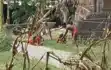 शर्मनाक! 80 साल की मां को बेटे बहू ने बांधकर की बेरहमी से पिटाई, सारी जमीन पहले ही हड़प चुके