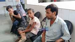 Dogs wreak havoc mauled 25 people