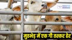 Encounter with cow smuggler 