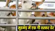 Encounter with cow smuggler 