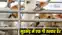 Encounter with cow smuggler 