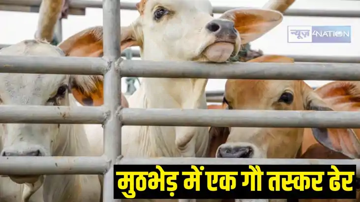 Encounter with cow smuggler Encounter with cow smuggler