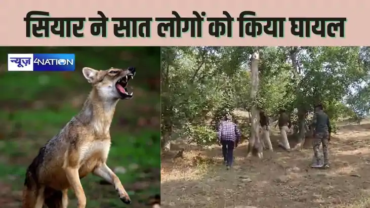 jackal terror in Gaya - गया में पगलाए सियार का आतंक, भीड़ मे